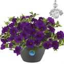 Bild von HP27 o.kl. Calibrachoa Dark Blue